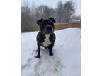 Adopt Beetlejuice a Black American Pit Bull Terrier / Mixed dog in Knoxville
