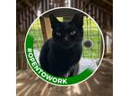 Adopt Midnight (working Cat) a Domestic Shorthair / Mixed cat in Birdsboro