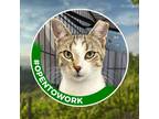 Adopt Lochlan (working Cat) a Domestic Shorthair / Mixed cat in Birdsboro