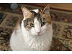 Adopt Columbia a Calico or Dilute Calico Domestic Shorthair / Mixed cat in New