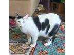 Adopt Hedwig a Black & White or Tuxedo Domestic Shorthair / Mixed (short coat)