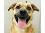 Adopt Scout a Labrador Retriever / Mixed dog in Osage Beach, MO (38016373)