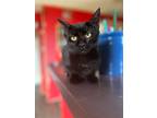 Adopt Onyx a All Black Domestic Shorthair / Mixed cat in Morgantown