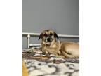 Adopt Aurora a Brown/Chocolate Terrier (Unknown Type, Medium) / Mixed dog in