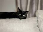 Adopt Obsidian a All Black Domestic Shorthair / Mixed cat in Morgantown