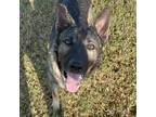 Adopt Tess a Black Shepherd (Unknown Type) / Mixed dog in Clarksdale