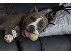 Adopt Pluto a Brindle American Staffordshire Terrier / Mixed dog in Grand
