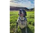 Adopt Diamond a Australian Cattle Dog / Australian Cattle Dog / Mixed dog in