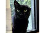 Adopt Guss a Domestic Shorthair / Mixed cat in Rocky Mount, VA (37988638)