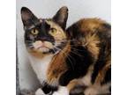 Adopt Honeysuckle a Calico or Dilute Calico Domestic Shorthair / Mixed cat in