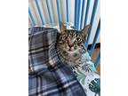 Adopt Johnson a Spotted Tabby/Leopard Spotted Domestic Shorthair / Mixed (short