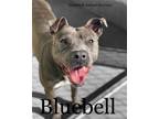 Adopt Blue Bell a Gray/Blue/Silver/Salt & Pepper Pit Bull Terrier / Mixed dog in