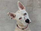 Adopt Elmo a White Mixed Breed (Large) / Mixed dog in Longmont, CO (38033165)