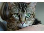 Adopt Rice Krispies a Brown Tabby Domestic Shorthair / Mixed (short coat) cat in