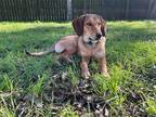 Adopt Libby a Coonhound / Retriever (Unknown Type) / Mixed dog in St.