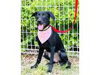 Adopt Paula a Black Retriever (Unknown Type) / Labrador Retriever / Mixed dog in