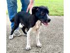 Adopt Mars a Black - with White Mixed Breed (Large) / Mixed dog in Quitman