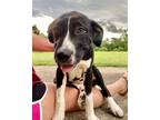 Adopt Pluto a Black - with White Mixed Breed (Large) / Mixed dog in Quitman