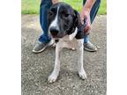 Adopt Saturn a Black - with White Mixed Breed (Large) / Mixed dog in Quitman