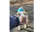 Adopt Yonce a Tan/Yellow/Fawn - with White American Pit Bull Terrier / Mixed dog