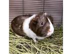 Adopt Channelle-- Bonded Buddy With Bonbon And Coco a Guinea Pig small animal in