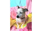 Adopt Lavelle a Tan/Yellow/Fawn - with White Jack Russell Terrier / Mixed dog in