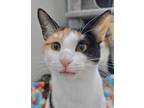 Adopt Gaga a Domestic Short Hair, Egyptian Mau