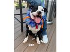 Adopt Ben a Black - with White Boxer / Boston Terrier / Mixed dog in