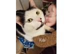Adopt Kobi in CT a Black & White or Tuxedo Domestic Shorthair (short coat) cat