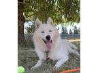 Adopt Arctic a Siberian Husky / Mixed dog in Vancouver, WA (37982349)