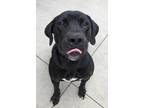 Adopt Morgan a Black Labrador Retriever / Mixed dog in Cincinnati, OH (36048741)
