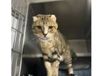 Adopt Little Foot a Domestic Shorthair / Mixed cat in Kingston, NY (37944283)