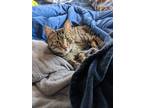 Adopt Kiki a Brown Tabby Domestic Shorthair (short coat) cat in Great Mills