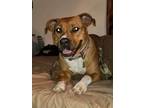 Adopt Remi a Boxer / American Pit Bull Terrier / Mixed dog in Baltimore