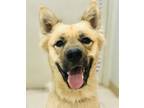 Adopt Alex a German Shepherd Dog / Mixed dog in Osage Beach, MO (38016342)