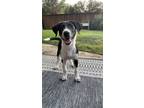 Adopt AB Saunders a Black - with White Labrador Retriever / Poodle (Standard) /