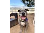 Adopt Graham a Gray/Silver/Salt & Pepper - with White Pit Bull Terrier / Mixed