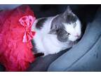 Adopt Grace a Russian Blue, Domestic Short Hair