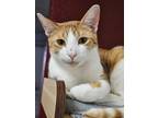 Adopt Chuck 3499 a Domestic Shorthair / Mixed cat in Vista, CA (37833240)