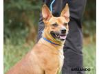 Adopt Armando a Tan/Yellow/Fawn - with White Australian Cattle Dog / Feist /