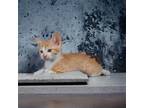 Adopt Saffron a Domestic Shorthair / Mixed cat in Camden, SC (37998807)