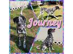 Adopt Journey a Dalmatian / Mixed dog in Fort Collins, CO (37989980)