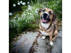 Adopt Gabby Grace a Coonhound, Boxer