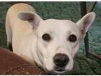 Adopt Clementine a Labrador Retriever / Mixed dog in Darlington, SC (37933357)