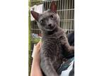 Adopt Victory a Domestic Shorthair / Mixed (short coat) cat in Vineland
