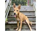 Adopt Phil a Red/Golden/Orange/Chestnut Mixed Breed (Medium) / Mixed Breed