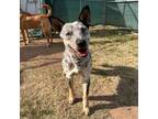 Adopt Willamina a Australian Cattle Dog / Blue Heeler