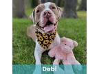 Adopt Debi a Pit Bull Terrier