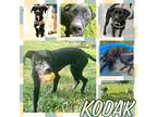 Adopt Kodak a Black Labrador Retriever / Mixed dog in Grand Bay, AL (37964103)