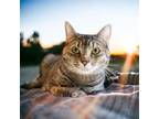 Adopt Raelynn a Brown Tabby Domestic Shorthair / Mixed (short coat) cat in